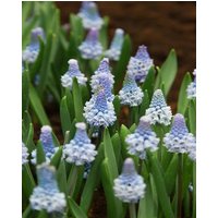 Muscari Azureum Bulbs