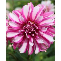 Dahlia Radegast