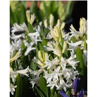 Multiflora Hyacinth White Pearl Bulbs