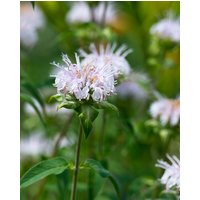 Monarda Schneewittchen