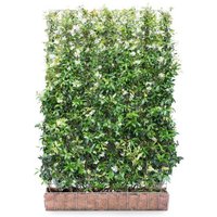 Hedging Screen - Trachelospermum Jasminoides - 1200mm x 1800mm