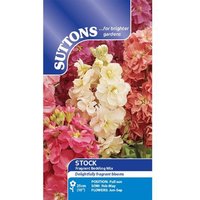 Stock 'Fragrant Bedding Mix' - Seeds