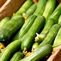 Cucumber 'Mini Muncher' F1 - Seeds