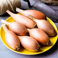 Onion 'Elista' - Seeds