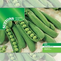 Pea 'Early Onward' - Seeds