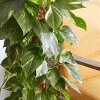Epipremnum aureum