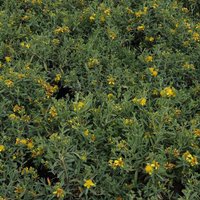 Hypericum kalmianum 'Blue Velvet'
