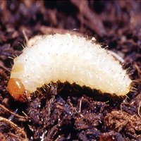 Biological Control - Vine Weevil Control