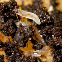 Biological Control - Nematodes Fungus Fly Killer