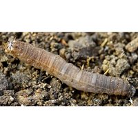 Biological Control - Leatherjacket Killer