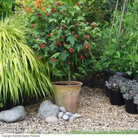 Abutilon megapotamicum 'Red Trumpet' (Patio Standard)