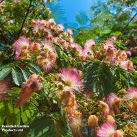 Albizia Julibrissin - Seeds