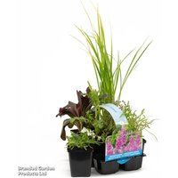 Fragrant Pond Plant Collection