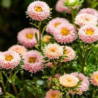 China Aster 'Montezuma Apricot' - Seeds