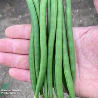 Dwarf French Bean 'Quartz' - Seeds