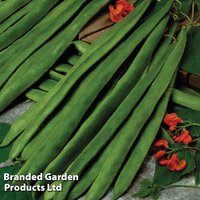Runner Bean 'Scarlet Empire' - Seeds