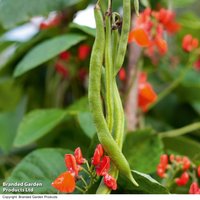 Runner Bean 'Scarlet Emperor' - Seeds for Pollinators