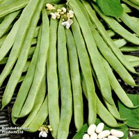 Runner Bean 'White Emergo' - Organic Seeds
