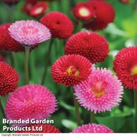 Bellis perennis 'Pomponette' Bicolour Mix