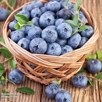 Blueberry 'Bluecrop' (Main Season)