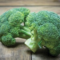 Broccoli 'Green Sprouting' - Organic Seeds