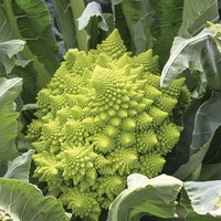 Cauliflower 'Romanesco 'Veronica' - Seeds