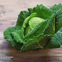 Cabbage 'Vertus' (Savoy) - Organic Seeds
