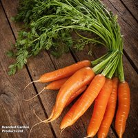Carrot 'Early Nantes 2' - Organic Seeds