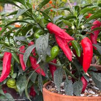 Chilli Pepper 'Rapid Aji' - Seeds