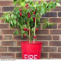 Chilli Pepper 'Scallywag' - Seeds