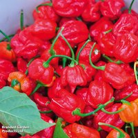 Chilli Pepper 'Trinidad Moruga Scorpion' - Seeds