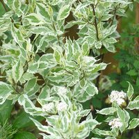 Cornus alba 'Elegantissima' (Hedging)