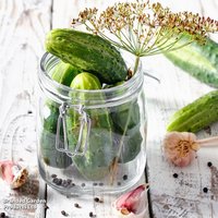 Cucumber 'Venlo Pickling' (Gherkin) - Seeds