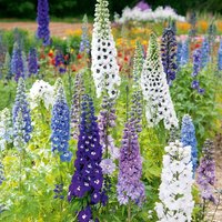 Delphinium 'Magic Fountains Mix' - Seeds
