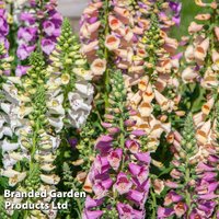 Foxglove 'Dottie Mix' F1 - Seeds