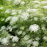 Ammi majus 'Snowflake' - Seeds