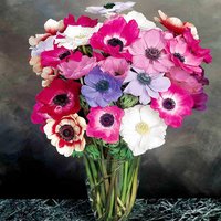 Anemone 'Mona Lisa Mix' F1 - Seeds