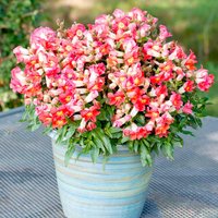 Antirrhinum 'Antiquity Sunset Mix' F1 - Seeds