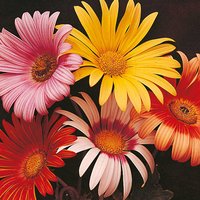 Arctotis 'Harlequin' - Seeds