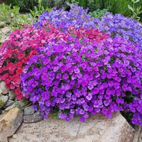 Aubrieta 'Cheeky Mix' - Seeds