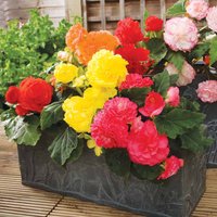 Begonia 'Nonstop Mix' F1 - Seeds