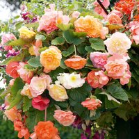 Begonia 'Parisienne Trailing Mix' - Seeds