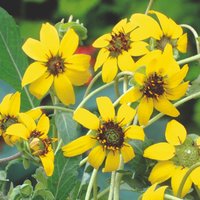 Berlandiera 'Chocolate Daisy' - Seeds