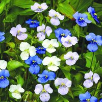 Commelina 'Starry Starry Sky' - Seeds