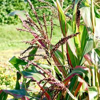 Ornamental Corn japonica - Seeds