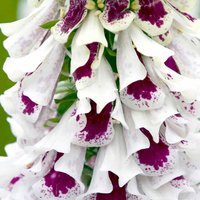 Foxglove 'Pam's Split' - Seeds