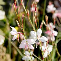 Gaura 'The Bride' - Seeds