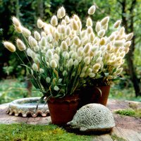 Grass 'Bunny Tails' - Seeds