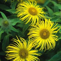 Inula 'Grandiflora' - Seeds
