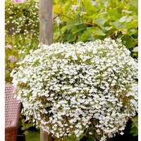 Lobelia 'Cascade White' - Seeds